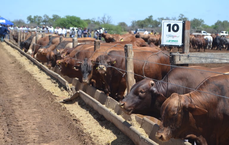 En Paraguay se trabaja bien en los confinamientos para engorde de ganado; pero si hablamos de ganancia diaria de peso en diversos tipos de producción, el  promedio  está en torno a  200 gramos.