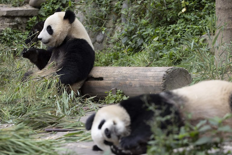 Panda gigante en Ya'an. 