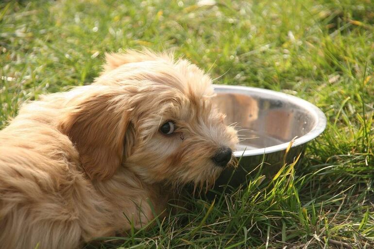 Algunos de los síntomas es cuando el perro orina mucho y toma mucha agua, mas de lo habitual.