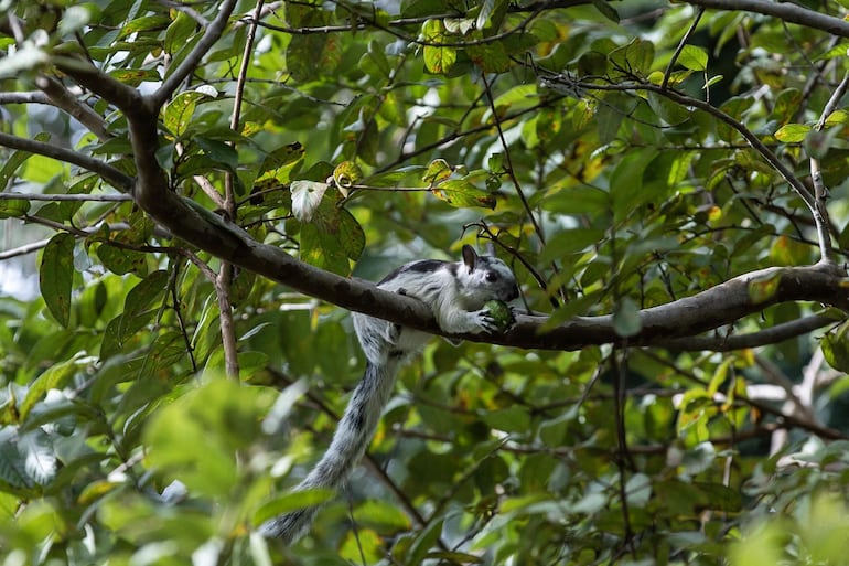 Una ardilla gris (Sciurus carolinensis),se come una fruta de guayaba en un árbol en Managua (Nicaragua).
