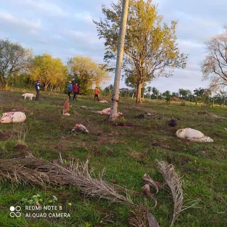 Faenan cuatro animales de pequeños productores de San Roque González