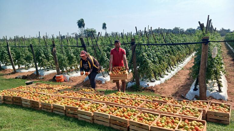 Los productores Aida Cáceres y Adilio Brítez, mostrando sus tomates de primera calidad.