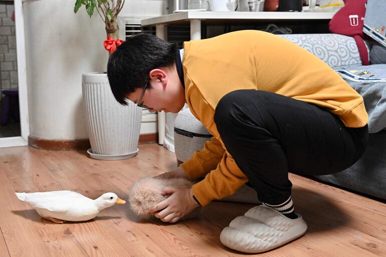 Zhang Yachun jugando con su robot impulsado por inteligencia artificial llamado Aluo y su pato mascota Nana en su hogar en Pekín.
