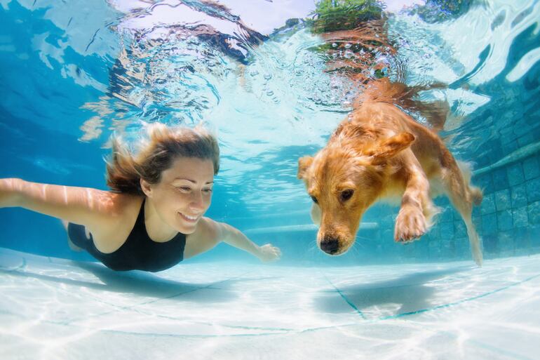 Compartir actividades como la natación puede fortalecer la relación entre usted y su perro.