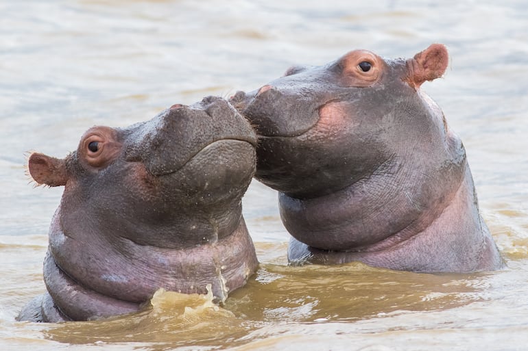 Los hipopótamos, conocidos científicamente como Hippopotamus amphibius, son criaturas semiacuáticas que juegan un papel vital en el mantenimiento de los ecosistemas acuáticos y terrestres en África.