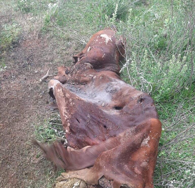 Los cuatreros se llevaron parte del animal faenado de un ganadero de Ybycuí.