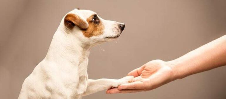 Los perros de alerta médico son animales seleccionados y educados que a través del olfato puedan detectar cambios de glucosa de una persona en el caso de diabetes o detectar crisis de personas epilépticas. Por los olores corporales que despiden.