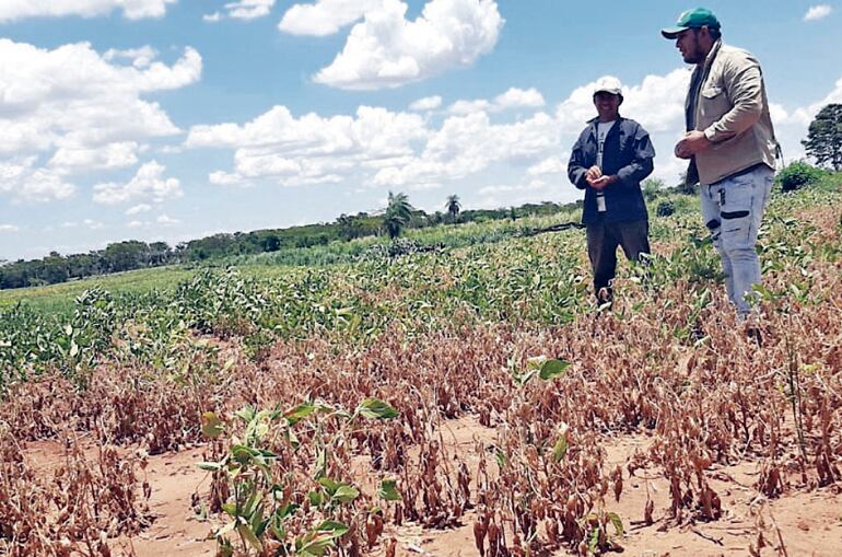 La sequía fue determinante en el sector agropecuario para los resultados negativos de la caída del PIB, en el primer trimestre 2022.