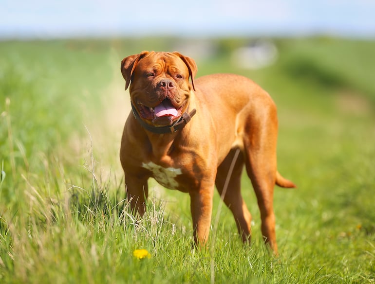 Dogo de Burdeos.