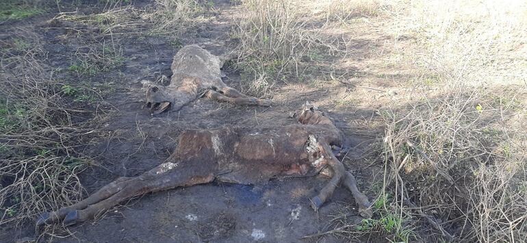 Las inundaciones en el Ñeembucú generaron una terrible crisis que afecta principalmente al sector productivo, pero la ayuda humanitaria del Gobierno Central no llega. 