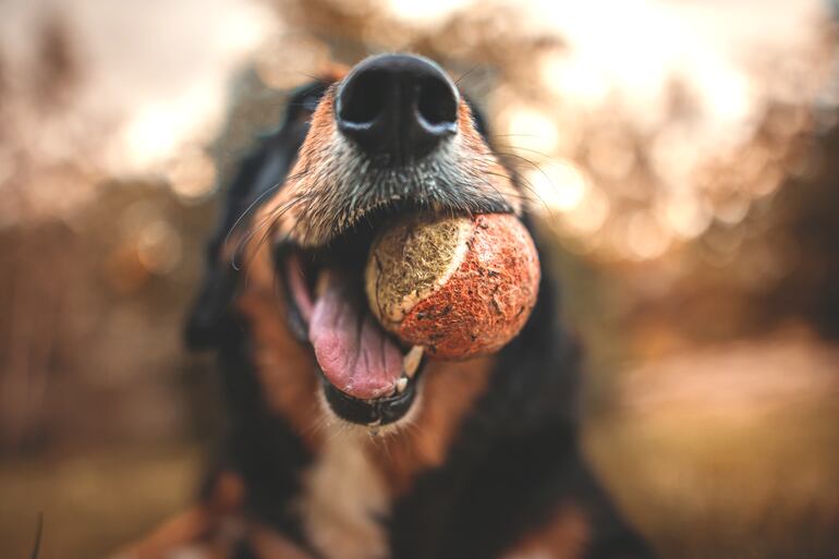 Un perro con una pelota de tenis en la boca.