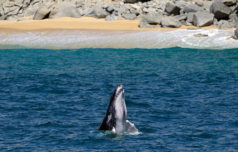 Las ballenas grises de la costa del Pacífico se han reducido en longitud un sorprendente 13 por ciento desde el año 2000, lo que se suma a la creciente evidencia de que el cambio climático y otras actividades humanas están haciendo que los mamíferos marinos sean más pequeños, según un estudio.