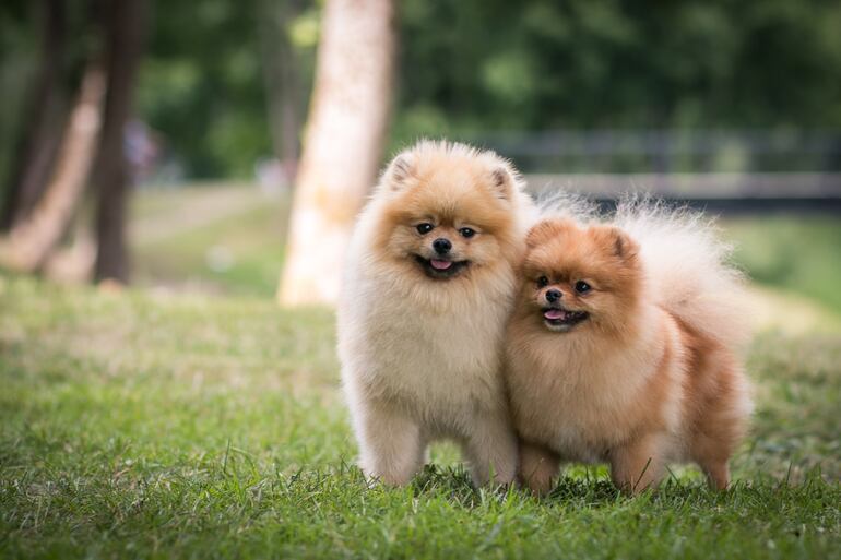 Dos perros de la raza Pomerania