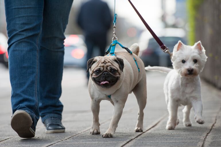 Los perros deben salir a pasear.