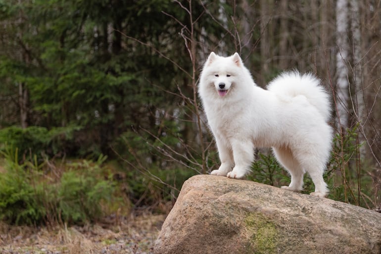 Perro samoyedo blanco.