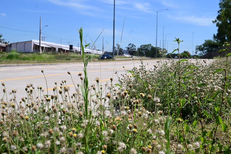 La Costanera Sur de Asunción, como otros puntos de la ciudad, está tomada por las malezas que muestran la falta de mantenimiento de la capital.