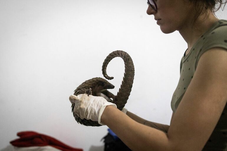 Una nueva especie de pangolín fue descubierta por científicos a partir del análisis de escamas del mamífero que habían sido confiscadas, según un estudio publicado el martes. Foto ilustrativa.