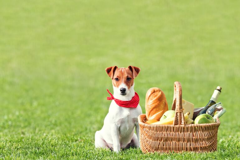 Un picnic al aire libre es una buen actividad para disfrutar al aire libre con tu perro, en esta Semana Santa.