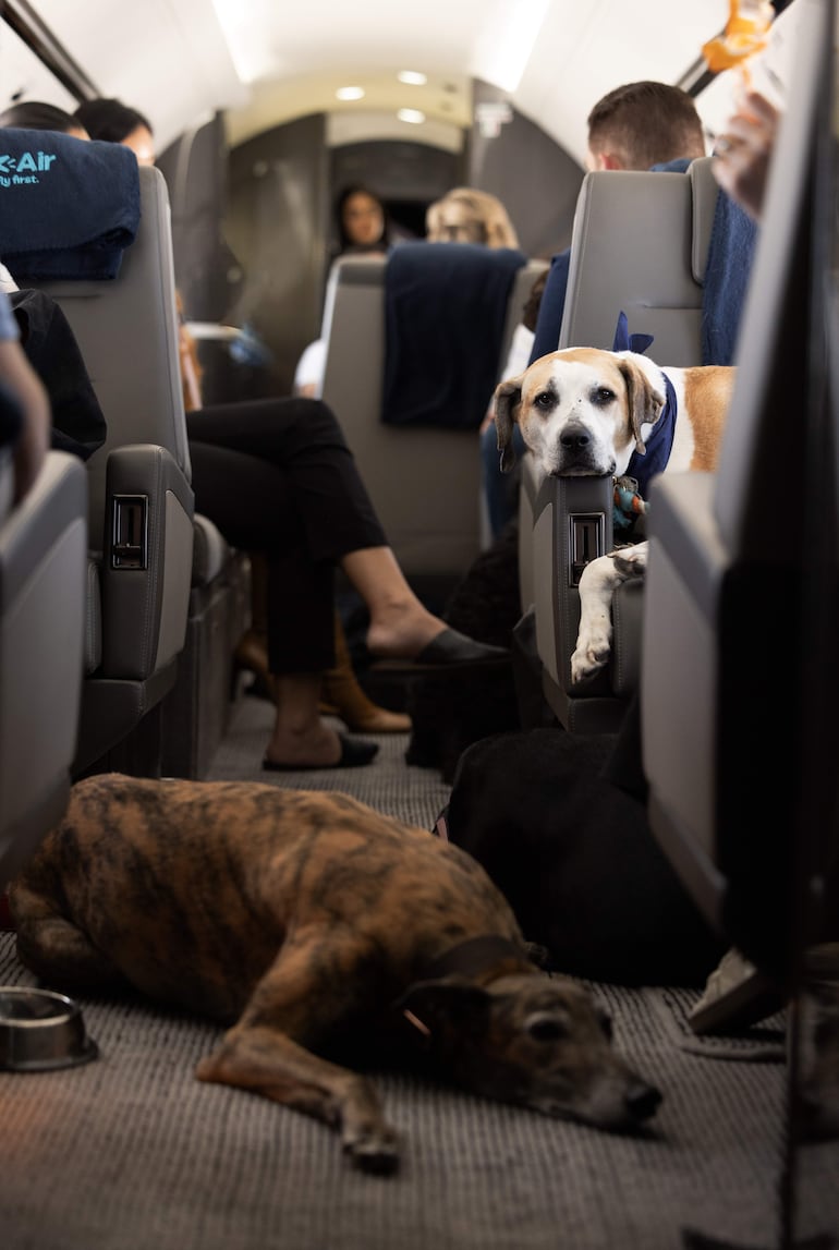 Varios perros a bordo de un avión de 'Bark Air' (Air Ladrido).