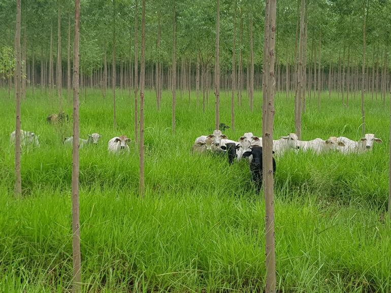 Ganado en una parcela de eucaliptos en la finca de Forestal Sylvis.