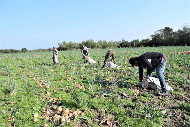 Tienen previsto cosechar para 20.000 bolsas de cebolla para esta semana.