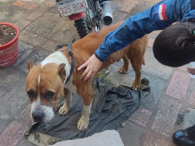 El perro de la raza pitbull también recibió asistencia por parte de los uniformados policiales.