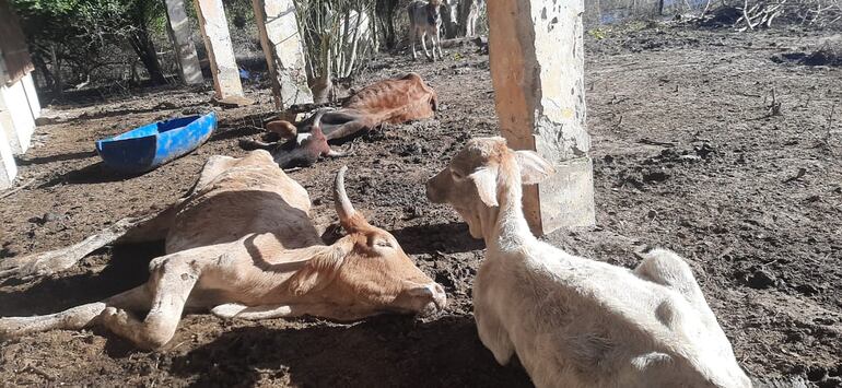 Animales muertos y otros moribundos en un pequeño tambo. 