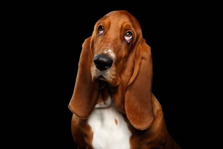 Basset Hound: Integrantes del grupo de los sabuesos, estos perros se caracterizan por su preferencia de seguir su instinto natural antes que acatar órdenes.