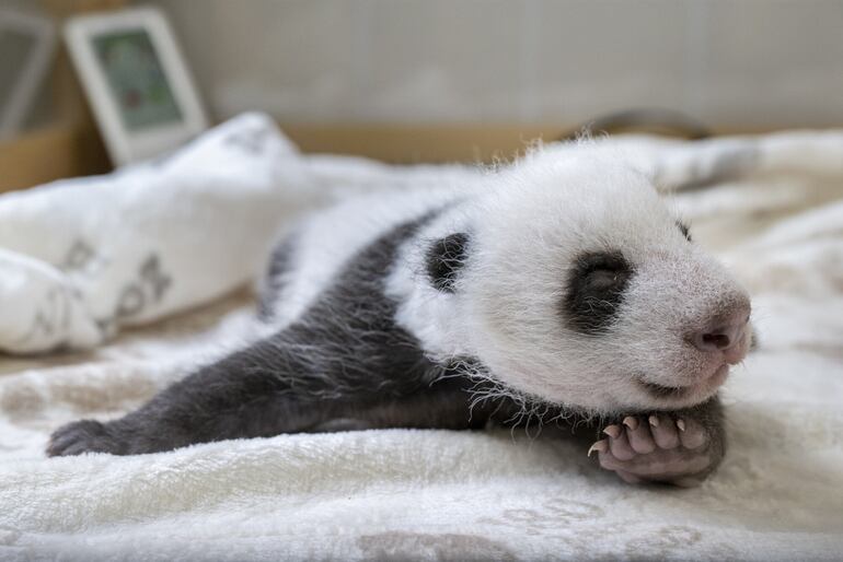 El debut de dos crías de panda gigantes conmociona a visitantes del zoológico de Berlín