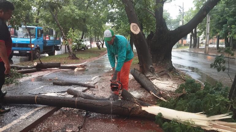 Reportan decenas de árboles caídos en Asunción.