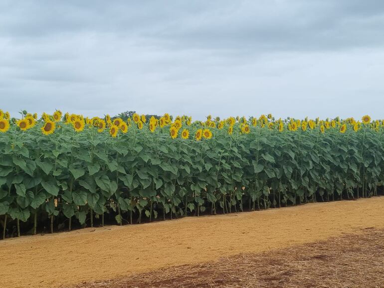 Los cultivos de girasol ganan terreno en Alto Paraná.