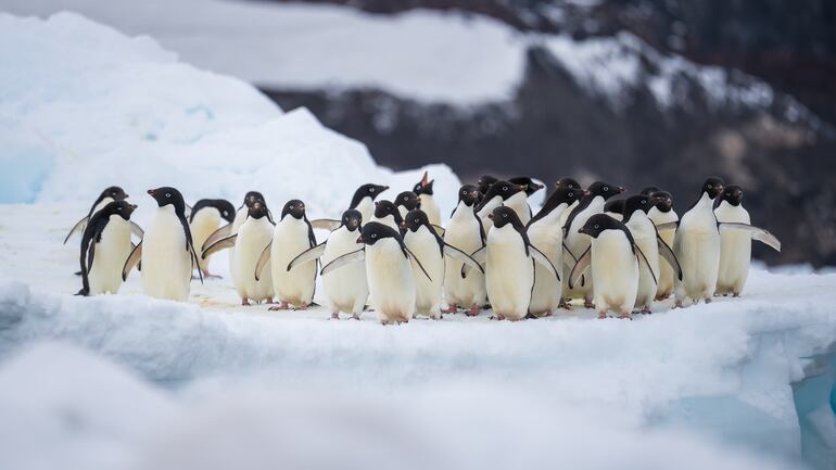 Pingüinos Adelie