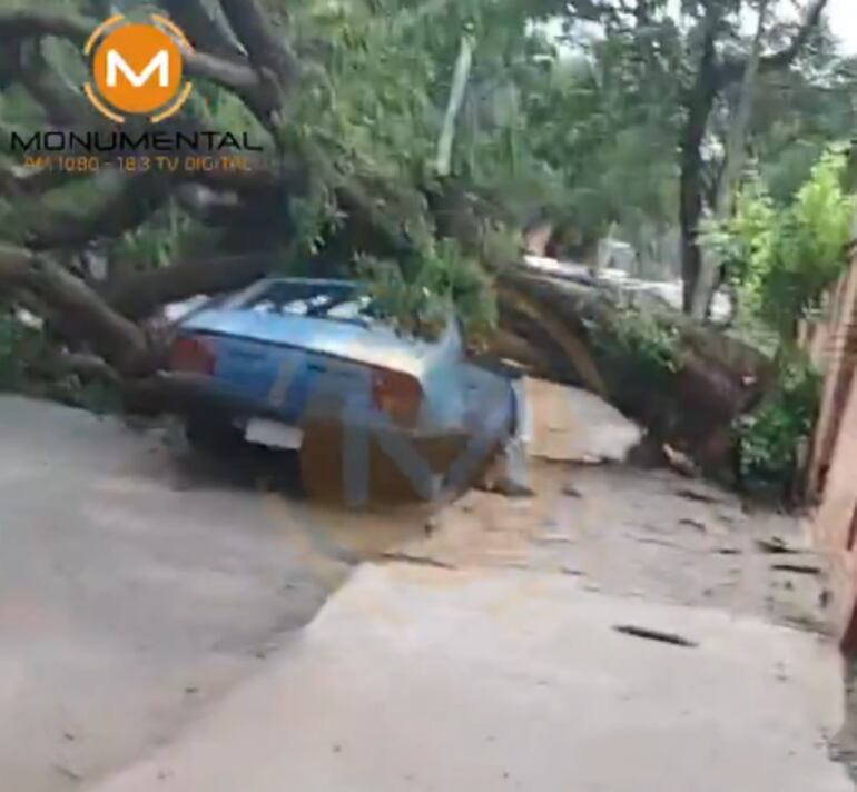 Un automóvil quedó destrozado este jueves tras la caída de un frondoso árbol.