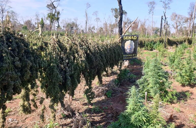 El procedimiento logró eliminar una considerable cantidad de marihuana en etapa de producción.