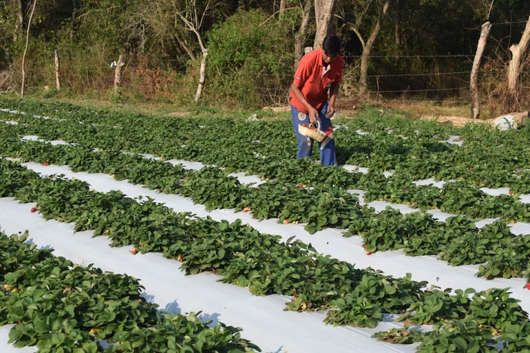 Varios productores aseguran que no corresponde declarar emergencia distrital.