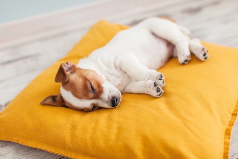 Perro duerme de costado.