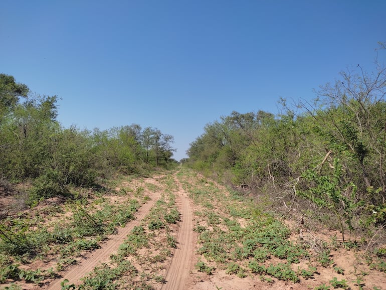 El ecosistema del Parque Nacional Médanos del Chaco es uno de los más frágiles. Su exploración causaría daño ambiental irreperable, opinan los expertos (Foto: Tatiana Galluppi).