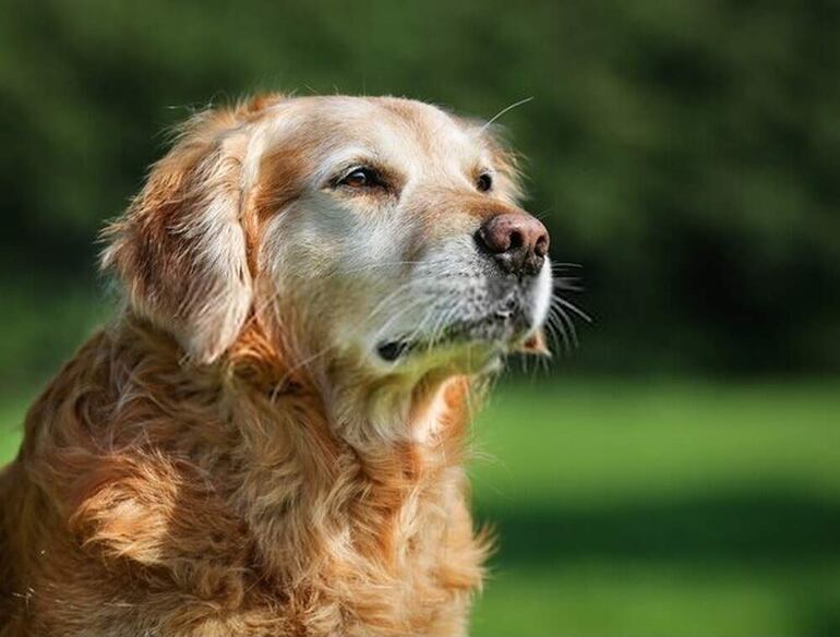 El perro geronte necesita también cuidados especiales, como una buena alimentación, ciertos análisis para ver su estado de hígado, riñón, páncreas, un control hematológico para ver como están sus glóbulos rojos, controlar los blancos, hematocritos y plaquetas entre otros.