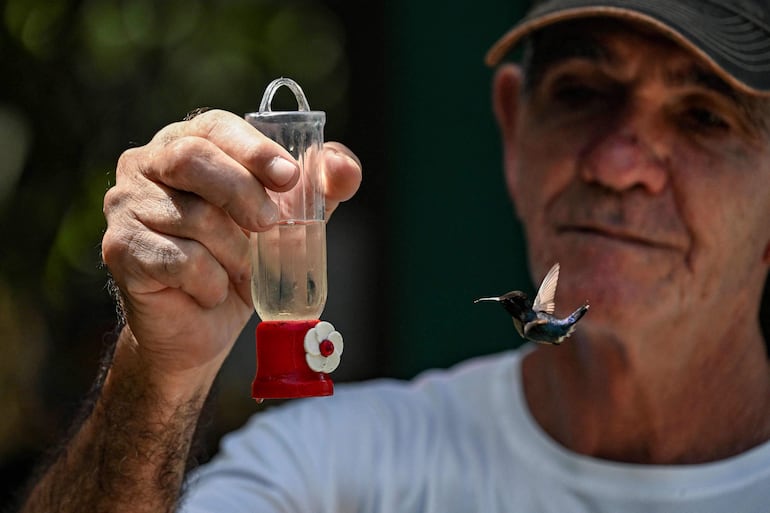 Bernabe Hernández alimenta a un colibrí Zunzuncito (Mellisuga helenae) con una mezcla de agua y azúcar en su patio trasero, al que bautizó como la Casa del Colibrí.