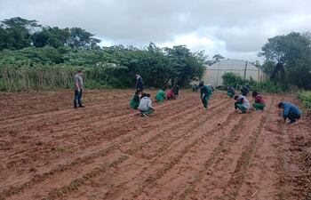 Alumnos de la escuela y colegio San Agustín plantan cebolla para poder vender a fin de financiar la construcción de una pista deportiva.