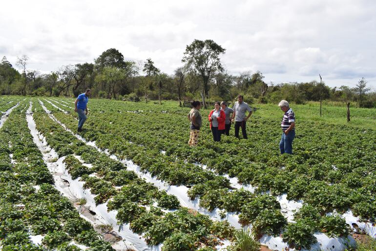 Ingenieros del MAG recorrieron las fincas de frutillas para verificar la destrucción del cultivo.