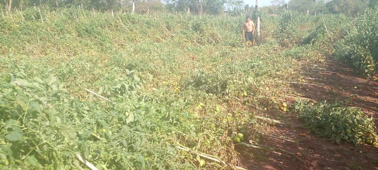 
La  parcela corresponde a una plantación de tomate ubicada en la calle 8.000 Defensores del Chaco 