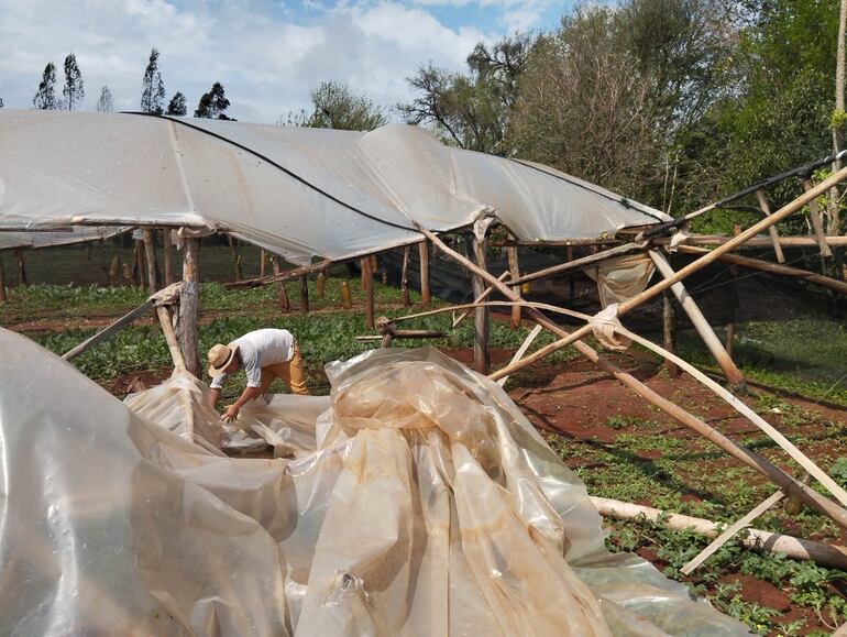 Un productor  intentando levantar la estructura destruida tras fuertes temporales.