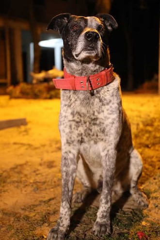 Chuco: el perro numaiteño que se ganó el corazón de todos.