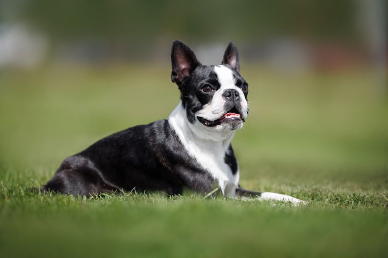 Perro de raza Boston Terrier.