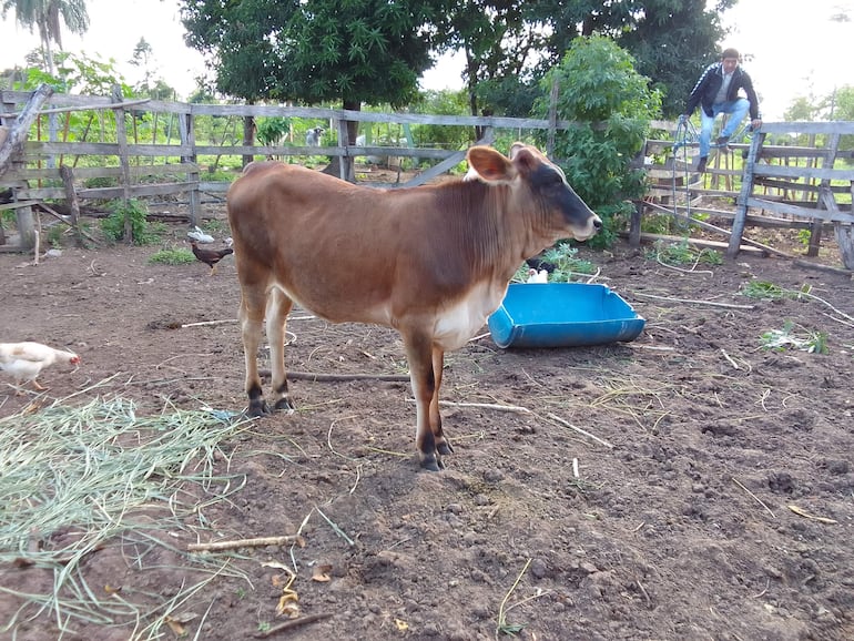 Uno de los animales que devolvió el policía a sus dueños de los tres que fueron hurtados de este pequeño establecimiento