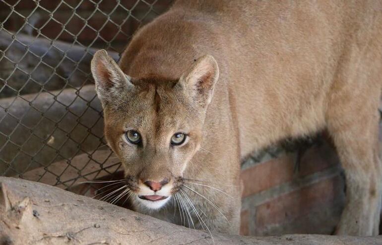 Puma que vive en el refugio Lluvia de oro