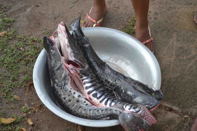 Pescados surubí ofertados por mujeres indígenas.