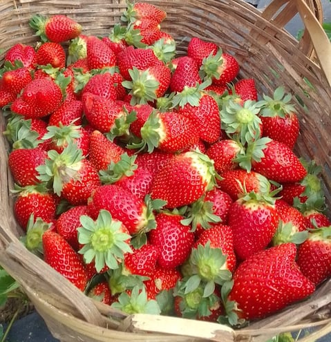 Expo frutilla en Caacupé, una opción para disfrutar con la familia en estas vacaciones de invierno