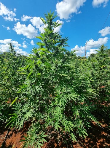 La plantación de cannabis industrial involucra a familias agricultoras y comunidades indígenas, reportó la Cámara de Cáñamo Industrial del Paraguay (CCIP).